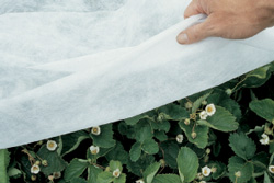 medium-weight-agrofabric-strawberries